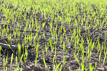 Image showing young wheat grass