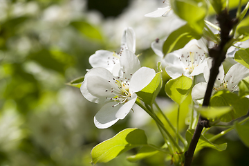 Image showing white flowers tree