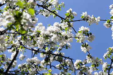 Image showing white flowers