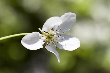 Image showing one flower tree