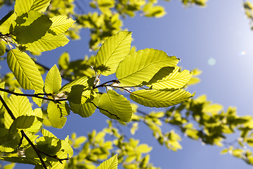 Image showing large green leaves