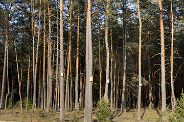 Image showing summer landscape in a pine forest