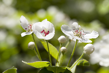 Image showing beautiful white flowers