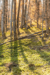 Image showing idyllic forest scenery