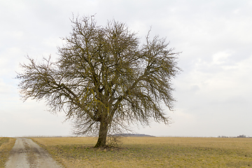 Image showing agricultural  scenery with lonely tree