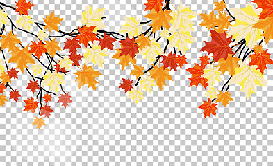Image showing Falling maple leaves