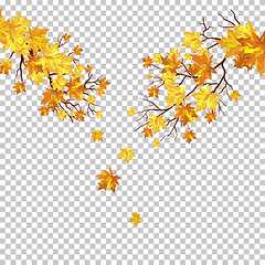 Image showing Fall (Autumn) Maple Background