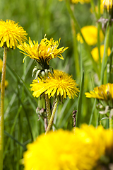 Image showing yellow beautiful flowers dandelions