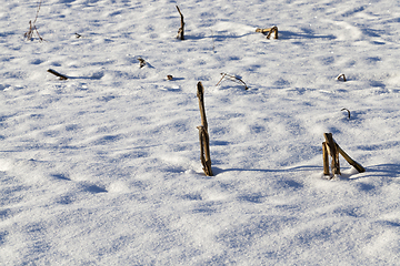 Image showing snow-covered land