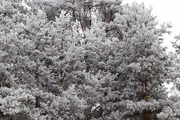 Image showing Winter season