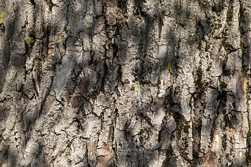 Image showing brown tree bark