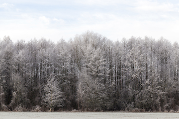 Image showing edge of deciduous forest