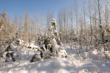 Image showing Young forest in winter