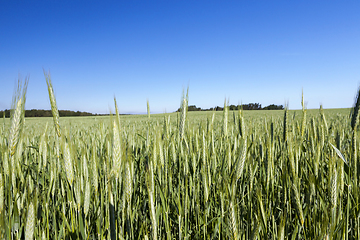 Image showing summer landscape