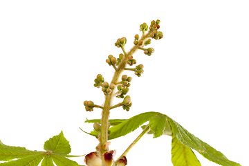 Image showing chestnut flower