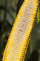 Image showing natural organic corn