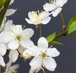 Image showing white cherry flowers