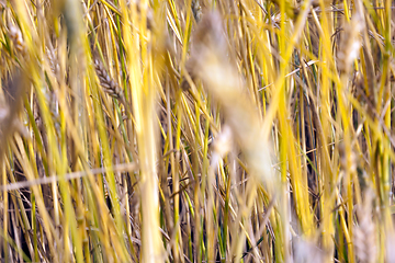 Image showing ripe golden rye