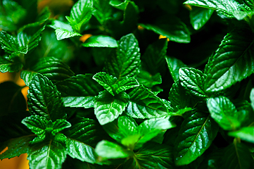 Image showing fresh mint plant