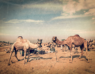 Image showing Camels at Pushkar Mela, Rajasthan, India