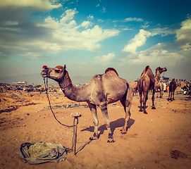 Image showing Camels at Pushkar Mela (Pushkar Camel Fair), India