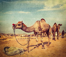 Image showing Camels at Pushkar Mela (Pushkar Camel Fair), India