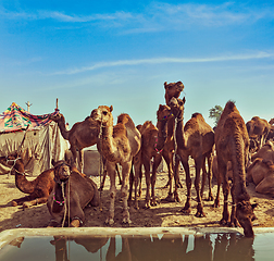 Image showing Camels at Pushkar Mela, Rajasthan, India