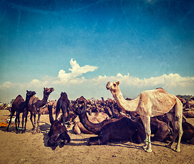 Image showing Camels at Pushkar Mela (Pushkar Camel Fair), India