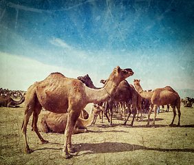 Image showing Camels at Pushkar Mela (Pushkar Camel Fair), India