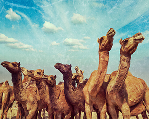 Image showing Camels at Pushkar Mela (Pushkar Camel Fair), India