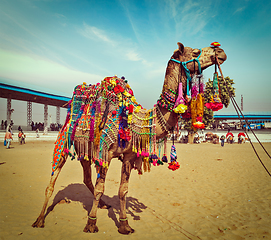 Image showing Camel at Pushkar Mela, Rajasthan, India