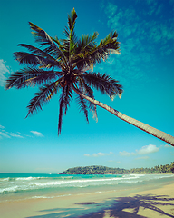 Image showing Idyllic beach with palm. Sri Lanka