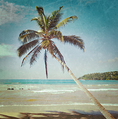 Image showing Idyllic beach with palm. Sri Lanka