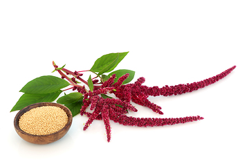 Image showing Amaranth Dried Seed and Amaranthus Plant