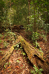 Image showing Tropical forest