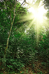 Image showing Sunlight in tropical jungle forest