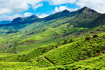 Image showing Tea plantations