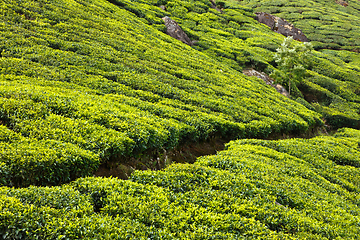 Image showing Tea plantations