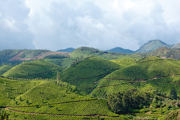 Image showing Tea plantations