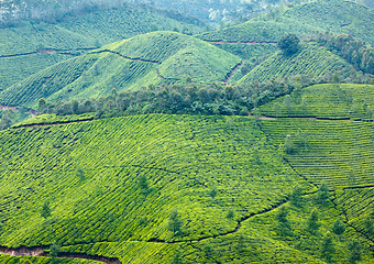 Image showing Tea plantations