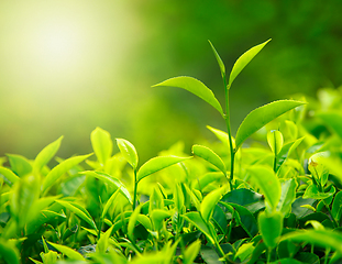 Image showing Tea bud and leaves