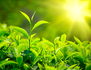 Image showing Tea bud and leaves