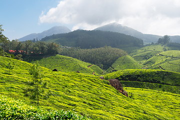 Image showing Tea plantations