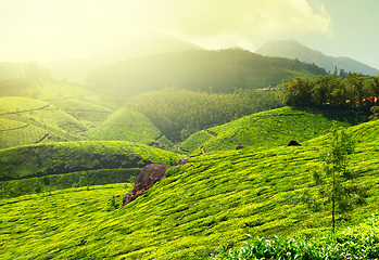 Image showing Tea plantations