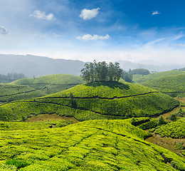 Image showing Tea plantations