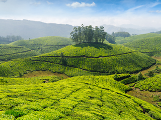 Image showing Tea plantations