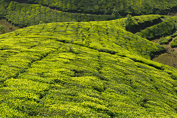 Image showing Tea plantations