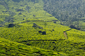 Image showing Tea plantations