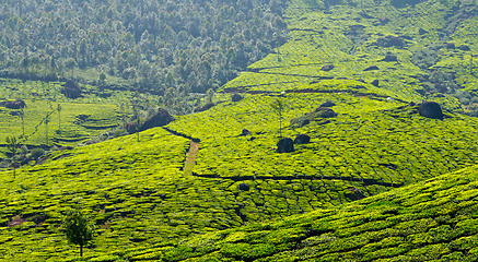 Image showing Tea plantations panorama