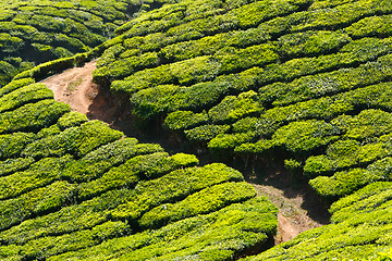 Image showing Tea plantations